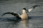 Common Eider    Somateria mollissima