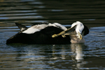 Common Eider    