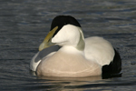 Common Eider    Somateria mollissima