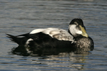 Common Eider    Somateria mollissima