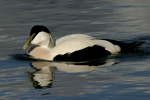 Common Eider    Somateria mollissima