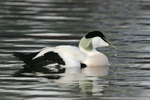 Common Eider    Somateria mollissima