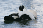 Common Eider    Somateria mollissima