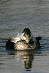 Common Eider    Somateria mollissima