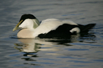 Common Eider    Somateria mollissima