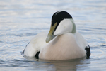 Common Eider    Somateria mollissima