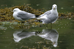 Common Gull    