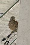    Falco tinnunculus
