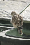    Falco tinnunculus