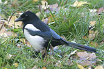 Common Magpie   