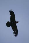 Common Raven   