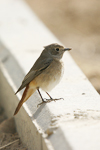 Common Redstart    Phoenicurus phoenicurus