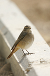 Common Redstart    