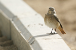 Common Redstart    Phoenicurus phoenicurus