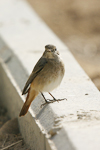 Common Redstart    Phoenicurus phoenicurus