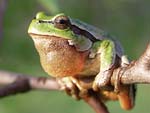 Common Tree Frog   Hyla arborea