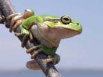 Common Tree Frog   