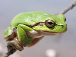 Common Tree Frog   
