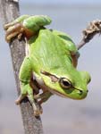 Common Tree Frog   Hyla arborea