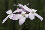 Coralroot   Cardamine bulbifera