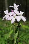 Coralroot   
