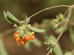 Grey-leaved Cordia    Cordia sinensis