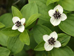 Eurasian Dwarf Cornel    Cornus suecica 