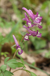 Bird-in-a-bush   Corydalis solida