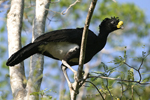 Great Currasow    