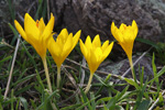      Crocus chrysanthus