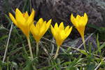 Golden Crocus    Crocus chrysanthus