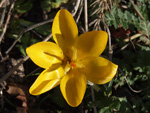      Crocus chrysanthus