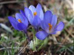 Crocus veluchensis    Crocus veluchensis 