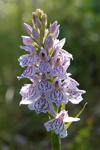 Heath Spotted Orchid    Dactylorhiza maculata maculata 