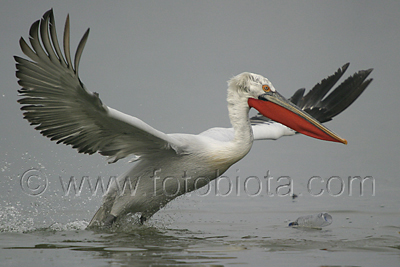      Pelecanus crispus