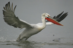 Dalmatian Pelican    Pelecanus crispus