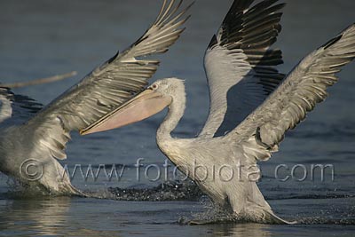     Pelecanus crispus