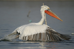 Dalmatian Pelican    