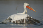 Dalmatian Pelican    Pelecanus crispus