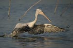 Dalmatian Pelican   