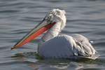 Dalmatian Pelican    Pelecanus crispus