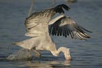 Къдроглав пеликан   