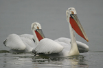 Dalmatian Pelican    Pelecanus crispus