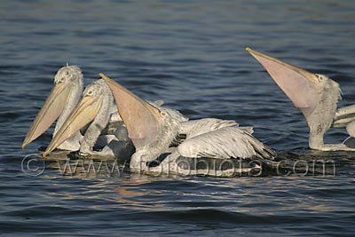     Pelecanus crispus