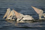 Dalmatian Pelican   