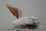 Къдроглав пеликан    Pelicanus crispus
