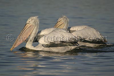     Pelecanus crispus