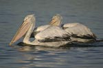 Dalmatian Pelican   Pelecanus crispus