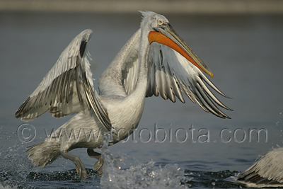      Pelecanus crispus