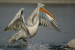 Dalmatian Pelican    Pelecanus crispus